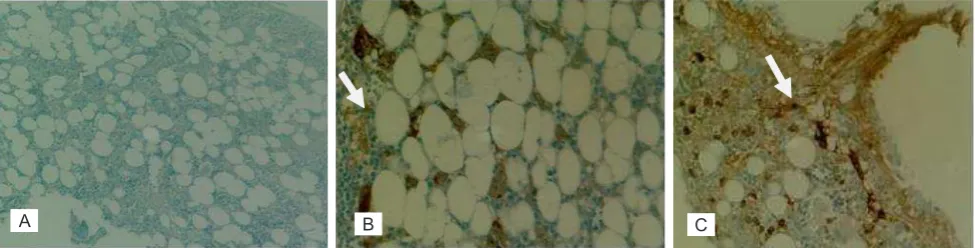 Figure 4. Expression of BMP-2 with immunohistochemistry examination (40x magniication)