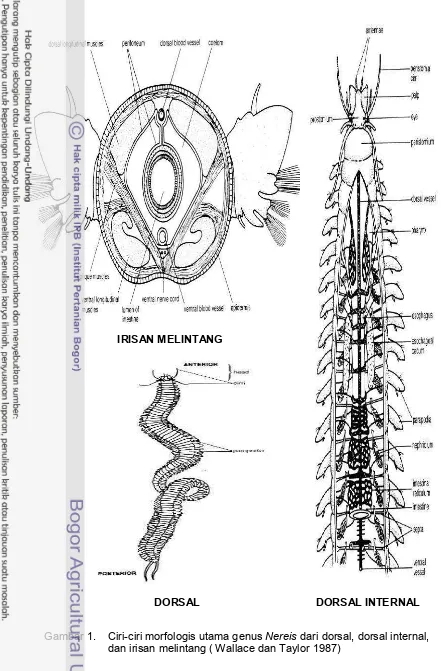 Gambar 1.Ciri-ciri morfologis utama genus Nereis dari dorsal, dorsal internal,