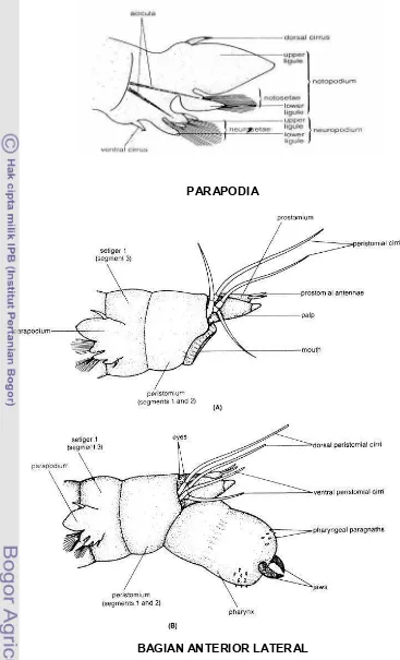 Gambar 2.Ciri-ciri morfologis utama genus Nereis dari parapodia dan bagian