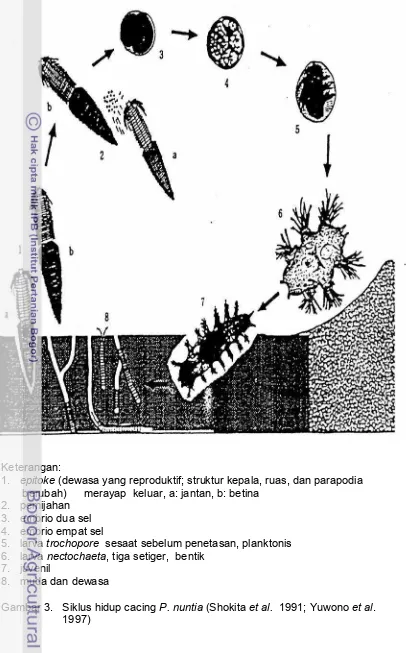 Gambar 3.Siklus hidup cacing P. nuntia (Shokita et al. 1991; Yuwono et al.