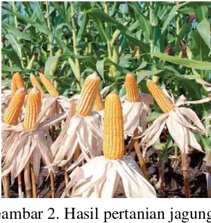 Gambar 2. Hasil pertanian jagung 