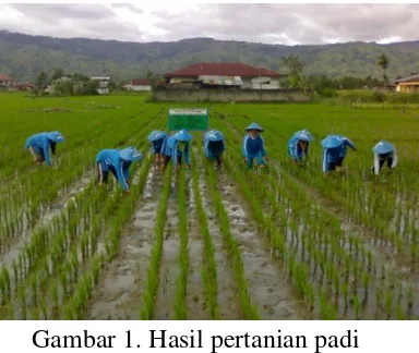 Gambar 1. Hasil pertanian padi 