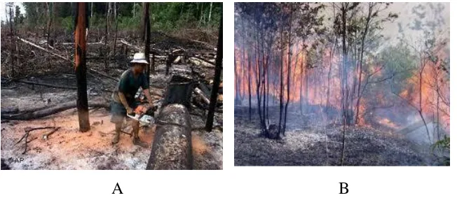 Gambar 7. (A) Penebangan hutan   (B) Pembakaran Hutan 
