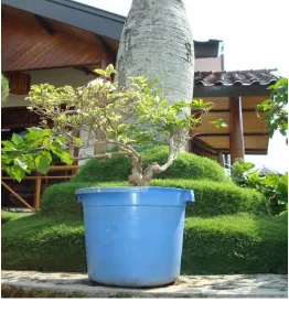 Gambar 1 . Ember bekas digunakan untuk pot tanaman 