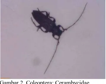 Gambar 3. Coleoptera: Chrysomelidae 