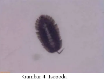 Gambar 5. Isoptera: kalotermitidae 