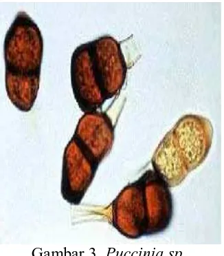 Gambar 3. Puccinia spSumber.http://balitsereal.litbang.deptan.go.id/bjagung/satutujuh.pdf