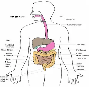 Gambar 2.1.Anatomi dan Fisiologi Sistem Pencernaaan