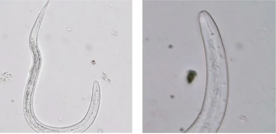 Gambar 2    Nematoda R. similis yang mati karena perlakuan seduhan daun dan buah jarak  pagar tidak mengalami kerusakan tubuh 