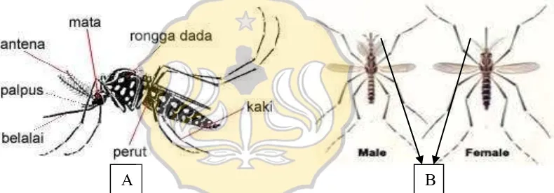Gambar 2.1 Morfologi nyamuk Aedes spp. (Wikipedia, 2013) 
