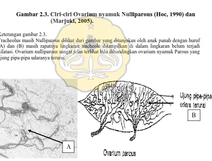 Gambar 2.3. Ciri-ciri Ovarium nyamuk Nulliparous (Hoc, 1990) dan (Marjuki, 2005). 