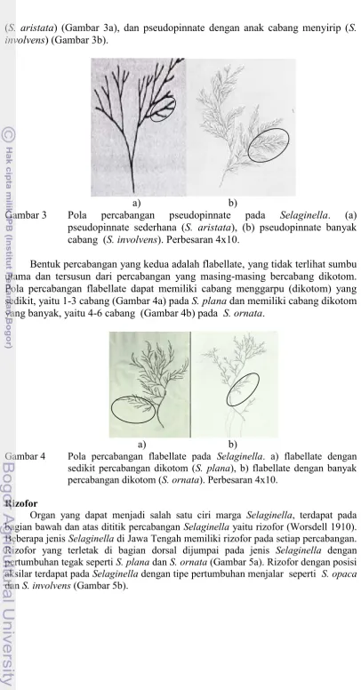 Gambar 3  Pola 