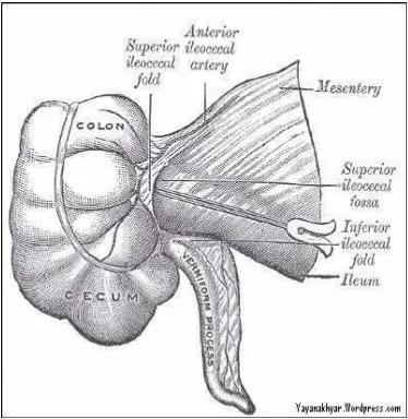 Gambar 2.1 anatomi letak apendiks