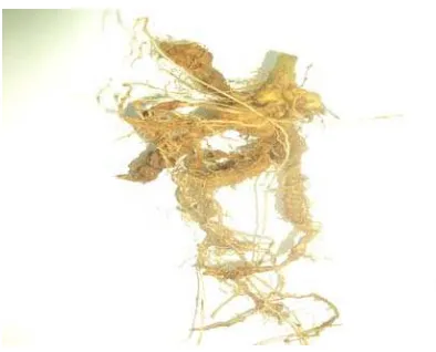 Gambar 3. Akar tanaman terserang nematoda Meloidogyne spp(Sumber : Foto langsung) 