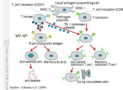 Gambar  2.  Mekanisme respons imun MHC I dan MHC II terhadap antigen 