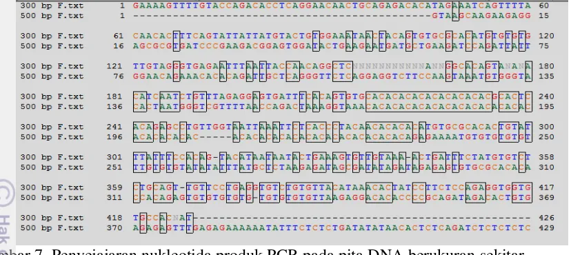 Gambar 7. Penyejajaran nukleotida produk PCR pada pita DNA berukuran sekitar 