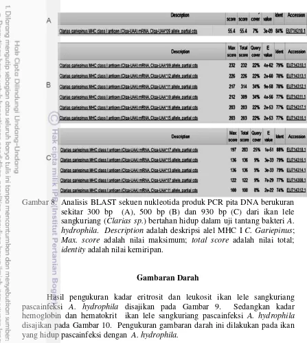 Gambar 8.  Analisis BLAST sekuen nukleotida produk PCR pita DNA berukuran 
