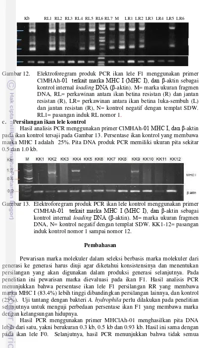 Gambar 12. Elektroforegram produk PCR ikan lele F1 menggunakan primer 