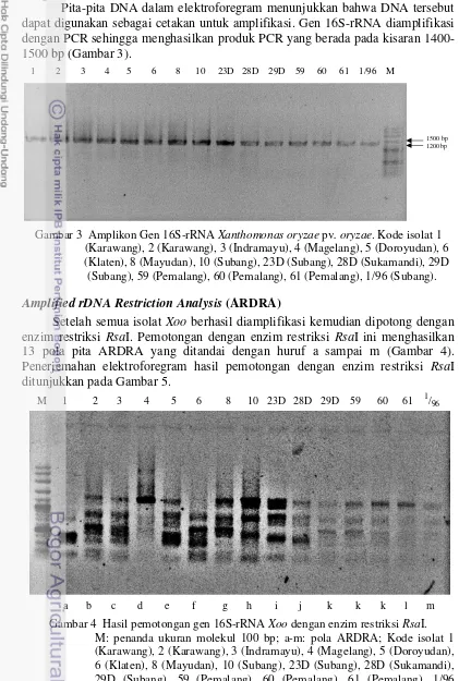 Gambar 3  Amplikon Gen 16S-rRNA Xanthomonas oryzae pv. oryzae. Kode isolat 1 