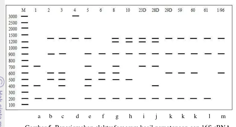 Gambar 5  Penerjemahan elektroforegram hasil pemotongan gen 16S-rRNA 