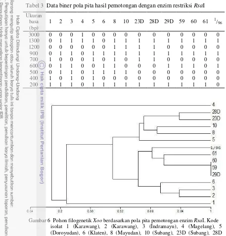 Tabel 3  Data biner pola pita hasil pemotongan dengan enzim restriksi RsaI 