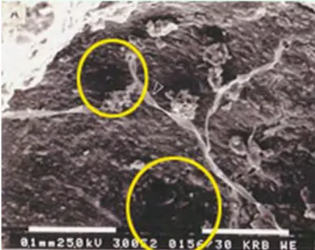 Gambar 2.2   Foto mikroskop elektron dari lubang cacing dan akar pada   matriks tanah (dalam lingkaran kuning)