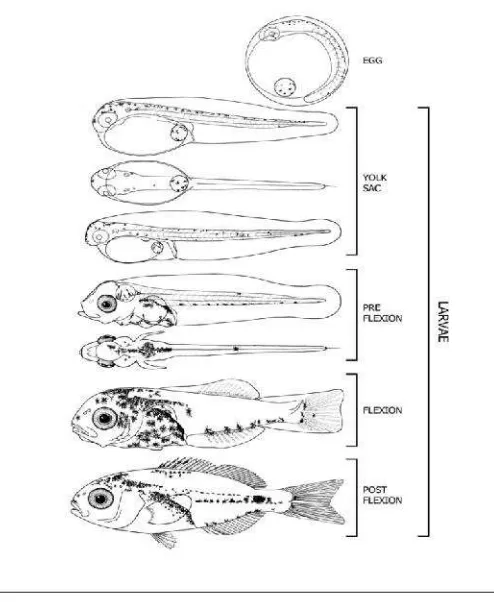 Gambar 7.  Tahap perkembangan larva ikan (Sumber: Re & Meneses, 2008).