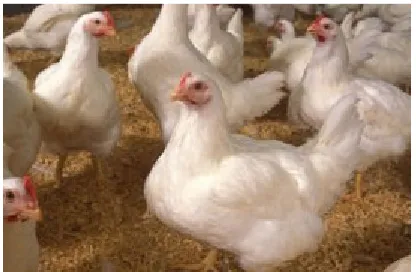 Gambar 1.1 Ayam Pedaging (Broiler)