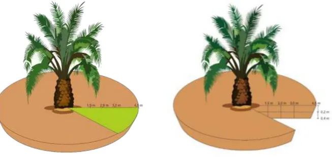 Gambar 1. Metode aplikasi pupuk (kiri) dan pengambilan sampel akar (kanan).  Contoh  akar  selanjutnya  dikelompokkan 