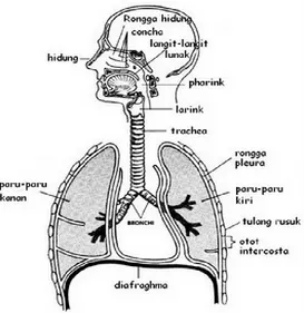 Gambar 2.1 Anatomi Sistem Penafasan