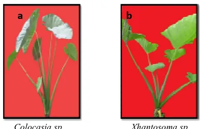 Fig. 1 (a-b) Two types cultivars of taro: Colocasia sp and Xhantosoma sp 