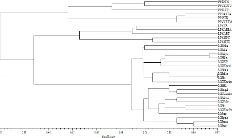 Fig. 3  Dendrogram illustrating the variability and similarity Phenetic Relationship among 32 Cultivar of Taro ( Colocasia sp and Xhantosoma sp) from three districts (Lima Puluh Kota, Mentawai Island, and Padang Pariaman)  