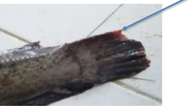 Gambar 3. Luka dibagian ekor ikan perlakuan  Hasil pengamatan parasit yang ditemukan  