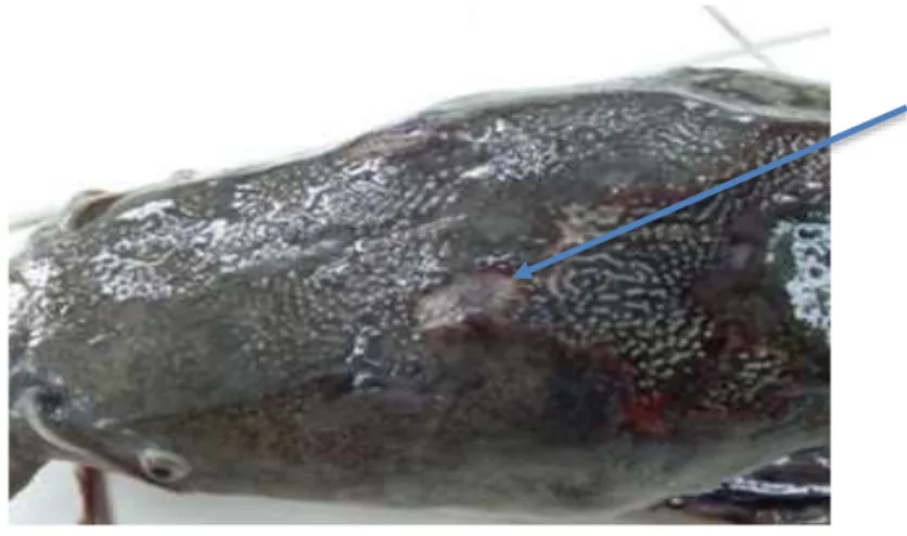 Gambar 5. Ikan luka akibat pemijahan