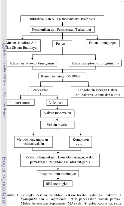 Gambar 1 Kerangka berfikir penelitian vaksin bivalen gabungan bakterin A. hydrophila dan S