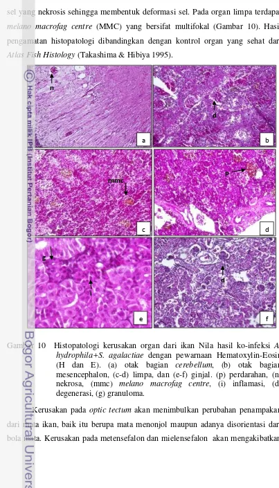 Gambar 10  Histopatologi kerusakan organ dari ikan Nila hasil ko-infeksi A. 