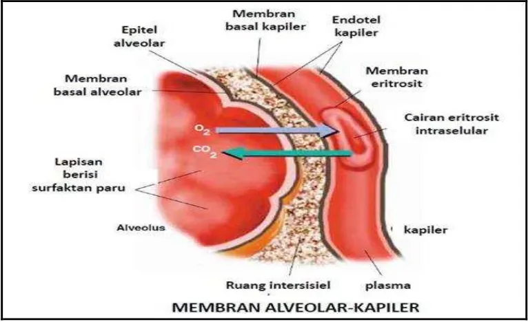 Gambar 6. Sawar membrane alveolar-kapiler. Dikutip dari Jardin (2002) 