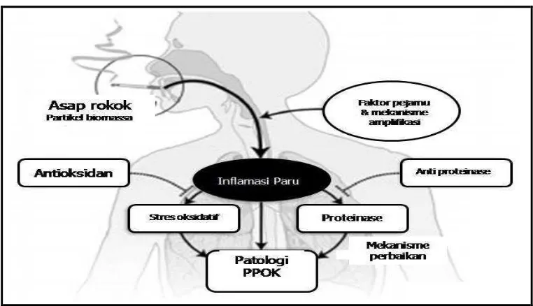 Gambar 2. Patologi PPOK. Dikutip dari GOLD (2016) 