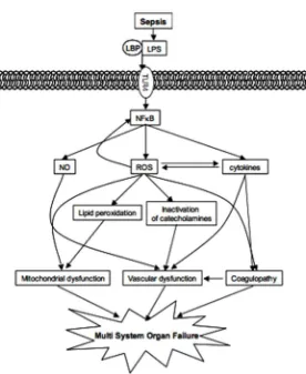 Gambar 2.2Mekanisme Utama yang Menghubungkan Stres Oksidatif pada MSOF selama sepsis. (Salvemini, dkk 2002)  