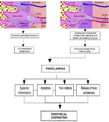 Gambar 2.1.Mekanisme perkembangan plasenta pada Patogenesis 