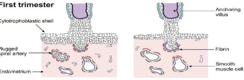 Gambar 2.4. Permukaan uteroplasenta awal dan akhir timester I 