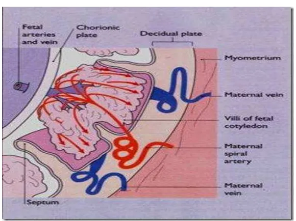 Gambar 2.5 : Penampang plasenta dan sirkulasi vascular dari fetal menuju 