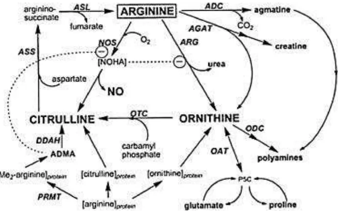Gambar 2.9..Ikhtisar metabolisme arginine mamalia. Hanya enzim yang 