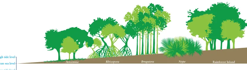 Gambar 5. Zonasi jenis mangrove berdasarkan tinggi rendah 