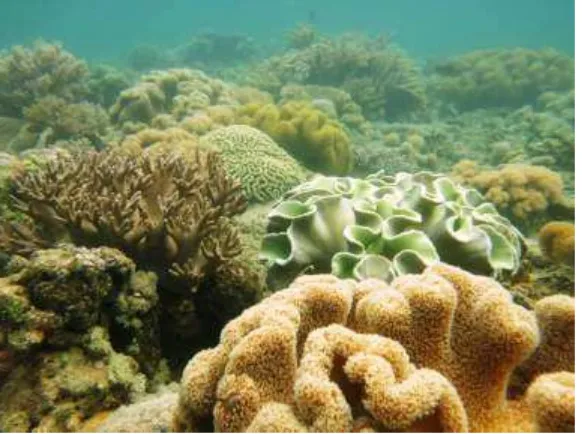 Gambar 1. Terumbu karang