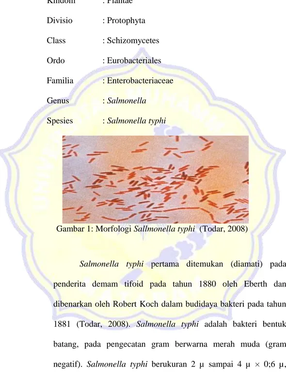Gambar 1: Morfologi Sallmonella typhi  (Todar, 2008)  