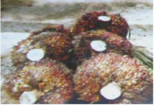 Gambar 2. Tandan buah segar kelapa sawit yang telah dipanen