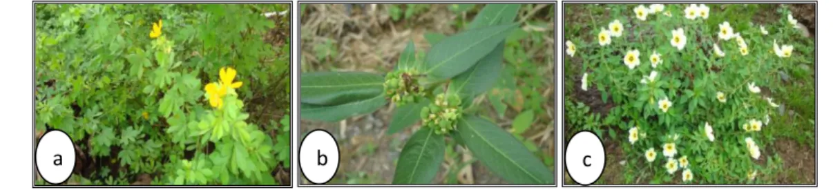 Gambar 7. Tanaman Beneficial Plant                      (a) Casia cobanensis  