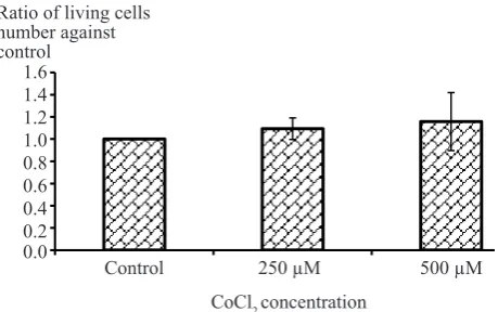 Figure 6. Effect of CoCl2 induction on survivin mRNA expression. CoCl2 induction leads to increased expression of survivin mRNA in T47D cells