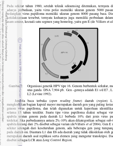 Gambar 2 Organisasi genetik HPV tipe 16. Genom berbentuk sirkular, molekul 